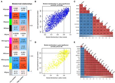 Identification of Key Genes Associated With Early Calf-Hood Nutrition in Subcutaneous and Visceral Adipose Tissues by Co-Expression Analysis